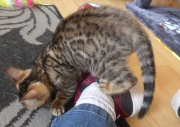 2021-06-21-Ciboulette-2-mois-chaton-bengal-12
