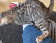 2021-06-21-Ciboulette-2-mois-chaton-bengal-13