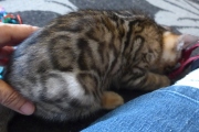 2021-06-21-Ciboulette-2-mois-chaton-bengal-14