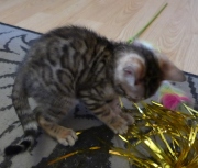 2021-06-21-Ciboulette-2-mois-chaton-bengal-2
