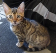 2021-06-21-Ciboulette-2-mois-chaton-bengal-3