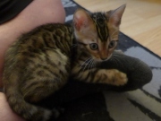 2021-06-21-Ciboulette-2-mois-chaton-bengal-4