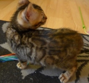 2021-06-21-Ciboulette-2-mois-chaton-bengal-5