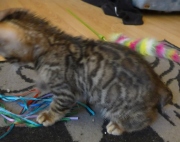 2021-06-21-Ciboulette-2-mois-chaton-bengal-6