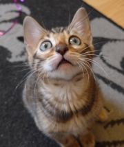 2021-06-21-Ciboulette-2-mois-chaton-bengal-7