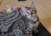 2021-06-21-Ciboulette-2-mois-chaton-bengal-8