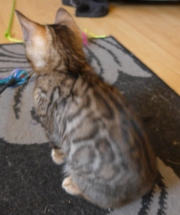 2021-06-21-Ciboulette-2-mois-chaton-bengal-9