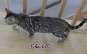 2021-08-08-Ciboulette-15-semaines-chaton-bengal-2