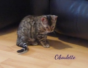 2021-08-08-Ciboulette-15-semaines-chaton-bengal-3