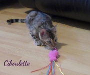 2021-08-08-Ciboulette-15-semaines-chaton-bengal-4