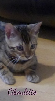2021-08-08-Ciboulette-15-semaines-chaton-bengal-5