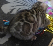 2021-06-21-Felix-2-mois-chaton-bengal-1