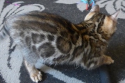 2021-06-21-Felix-2-mois-chaton-bengal-10