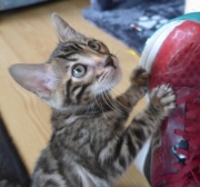 2021-06-21-Felix-2-mois-chaton-bengal-11