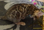 2021-06-21-Felix-2-mois-chaton-bengal-2