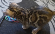 2021-06-21-Felix-2-mois-chaton-bengal-3
