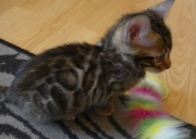2021-06-21-Felix-2-mois-chaton-bengal-4