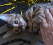 2021-06-21-Felix-2-mois-chaton-bengal-5