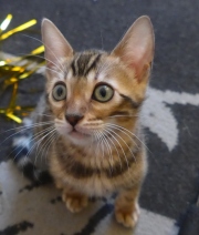 2021-06-21-Felix-2-mois-chaton-bengal-6