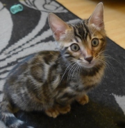 2021-06-21-Felix-2-mois-chaton-bengal-7