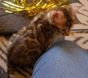 2021-06-21-Felix-2-mois-chaton-bengal-8