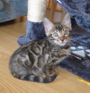 2021-06-21-Felix-2-mois-chaton-bengal-9