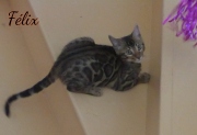 2021-08-08-Felix-15-semaines-chaton-bengal-1