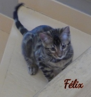 2021-08-08-Felix-15-semaines-chaton-bengal-2