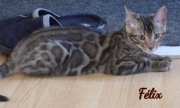 2021-08-08-Felix-15-semaines-chaton-bengal-3