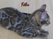 2021-08-08-Felix-15-semaines-chaton-bengal-4