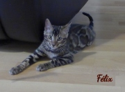 2021-08-08-Felix-15-semaines-chaton-bengal-5