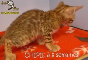 2019-01-08 Chat bengal CHIPIE (5)