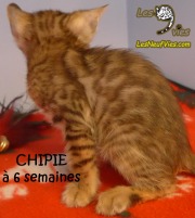 2019-01-08 Chat bengal CHIPIE (8)