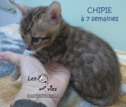 2019-01-18 Chat bengal CHIPIE (13)