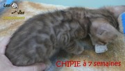 2019-01-18 Chat bengal CHIPIE (6)