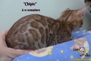 2019-02-21 Chipie Chat bengal (1)