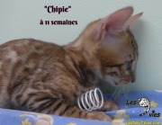 2019-02-21 Chipie Chat bengal (2)