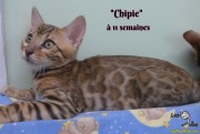 2019-02-21 Chipie Chat bengal (7)