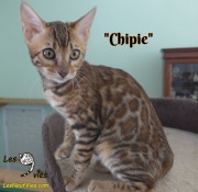 2019-03-19 Chipie (4)