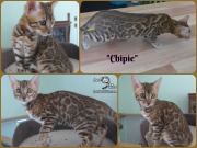 2019-03-27 Chipie - montage photo du chat bengal