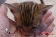 Chat bengal CHIPIE a 4 semaines (1)