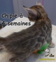 Chat bengal CHIPIE a 4 semaines (2)