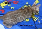 Chipie, chat bengal 2019-02-14 (1)