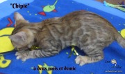 Chipie, chat bengal 2019-02-14 (3)