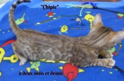 Chipie, chat bengal 2019-02-14 (4)