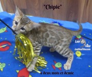 Chipie, chat bengal 2019-02-14 (5)