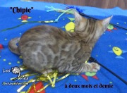 Chipie, chat bengal 2019-02-14 (6)