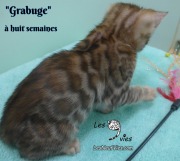2019-01-28 Grabuge (chat bengal (1)