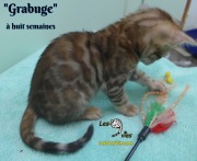 2019-01-28 Grabuge (chat bengal (5)