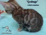 2019-01-28 Grabuge (chat bengal (6)